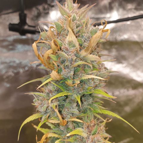Blue Dream Matic Tree 1 growlog timeline photo