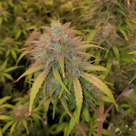 Blue Dream Matic Tree 3 growlog timeline photo