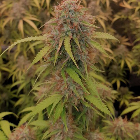 Gelato Auto Tree 2 growlog timeline photo