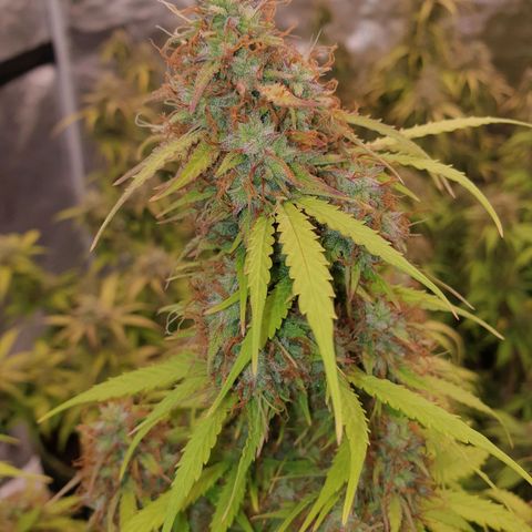 Gelato Auto Tree 1 growlog timeline photo
