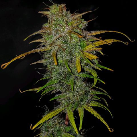 Blue Dream Matic Tree 2 growlog photo: Time to Harvest  🥺

Setup some dry room, with dark and good air circulation. 

And move to plant directly to dry room. and cut litle branches. Because there humidity is too high. 
Switch on dehumidifier setup to 55 % 