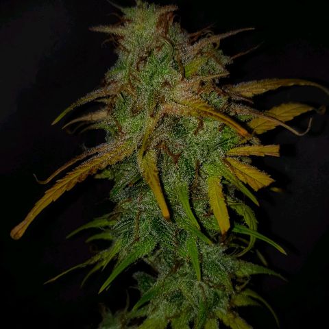 Blue Dream Matic Tree 2 growlog photo: Time to Harvest  🥺

Setup some dry room, with dark and good air circulation. 

And move to plant directly to dry room. and cut litle branches. Because there humidity is too high. 
Switch on dehumidifier setup to 55 % 