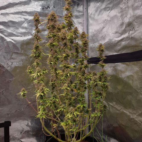 Gelato Auto Tree 3 growlog photo: bey bey baby. Time to .. go dark period. 
