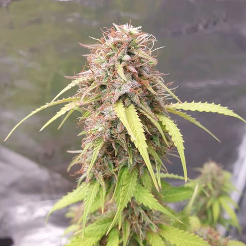 Gelato Auto Tree 2 growlog photo: bey bey baby. Time to .. go dark period. 
