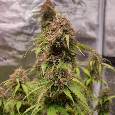 Gelato Auto Tree 2 growlog photo: bey bey baby. Time to .. go dark period. 
