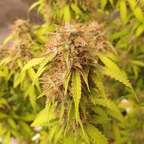 Gelato Auto Tree 2 growlog photo: bey bey baby. Time to .. go dark period. 
