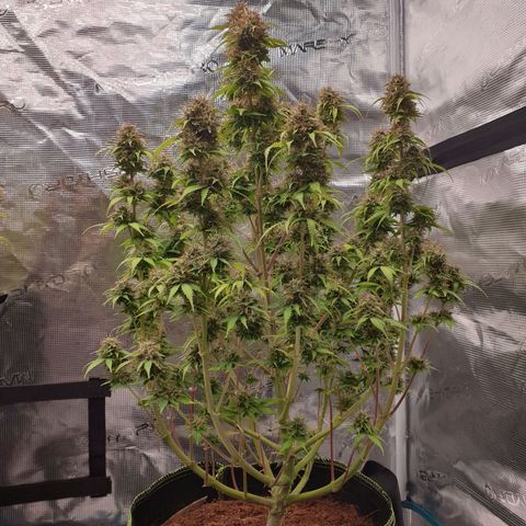 Gelato Auto Tree 2 growlog photo: bey bey baby. Time to .. go dark period. 

