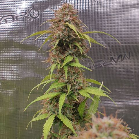 Gelato Auto Tree 2 growlog photo: bey bey baby. Time to .. go dark period. 
