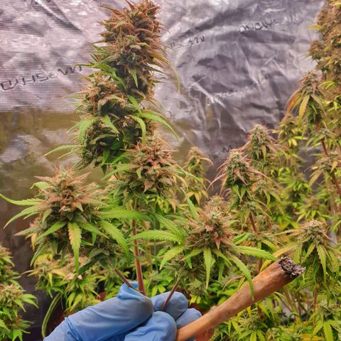 Blue Dream Matic Tree 3 growlog photo: 💐