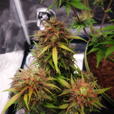 Blue Dream Matic Tree 3 growlog photo: 💐