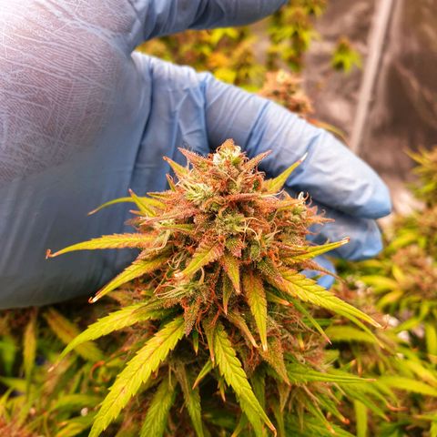 Blue Dream Matic Tree 3 growlog photo: 💐