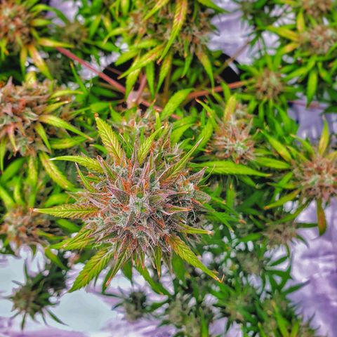 Blue Dream Matic Tree 3 growlog photo: 💐