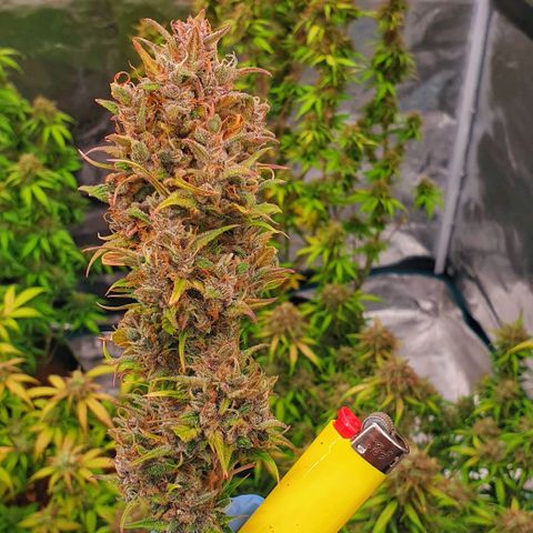 Blue Dream Matic Tree 1 growlog photo: 💐