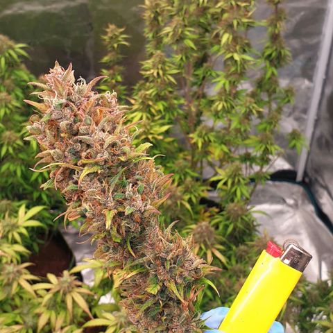 Blue Dream Matic Tree 1 growlog photo: 💐