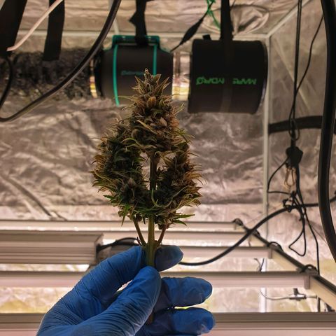 Blue Dream Matic Tree 1 growlog photo: 💐