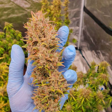 Blue Dream Matic Tree 1 growlog photo: 💐