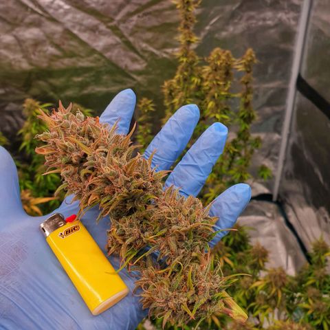 Blue Dream Matic Tree 1 growlog photo: 💐
