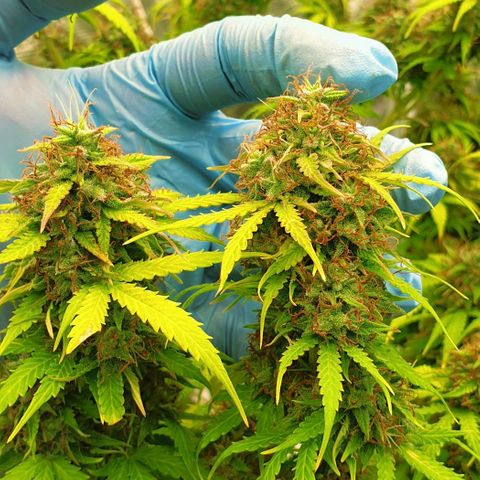 Gelato Auto Tree 1 growlog photo: 💐
