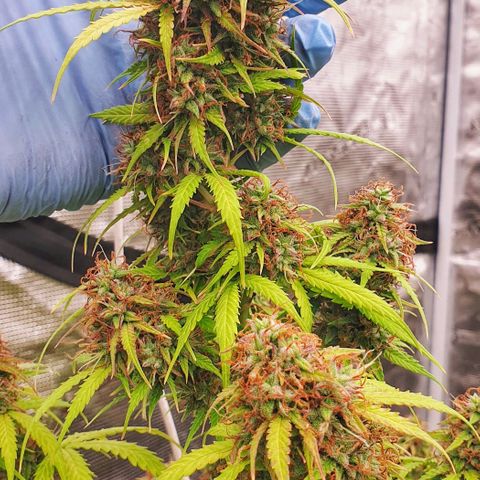 Gelato Auto Tree 1 growlog photo: 💐