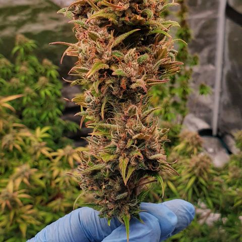 Blue Dream Matic Tree 1 growlog photo: 💐