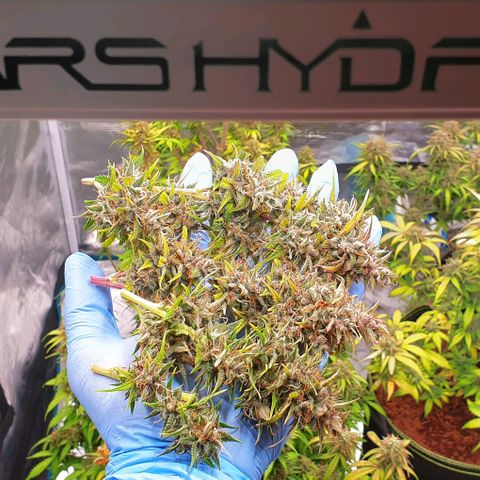 Blue Dream Matic Tree 1 growlog photo: 💐