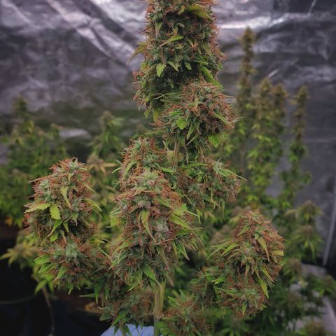Gelato Auto Tree 1 growlog photo: 💐