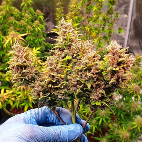 Blue Dream Matic Tree 1 growlog photo: 💐