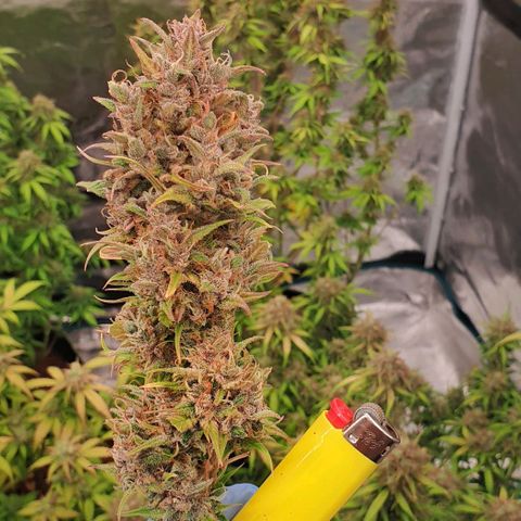 Blue Dream Matic Tree 1 growlog photo: 💐