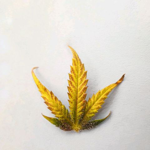 Blue Dream Matic Tree 1 growlog photo: 💐
