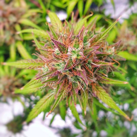 Blue Dream Matic Tree 2 growlog photo: 💐