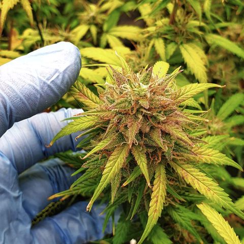Blue Dream Matic Tree 2 growlog photo: 💐