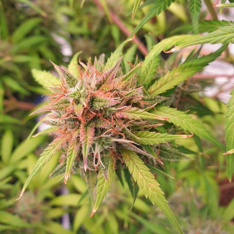 Blue Dream Matic Tree 2 growlog photo: 💐