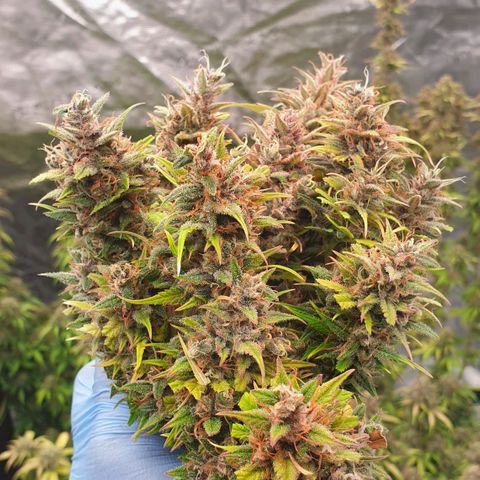 Blue Dream Matic Tree 2 growlog photo: 💐