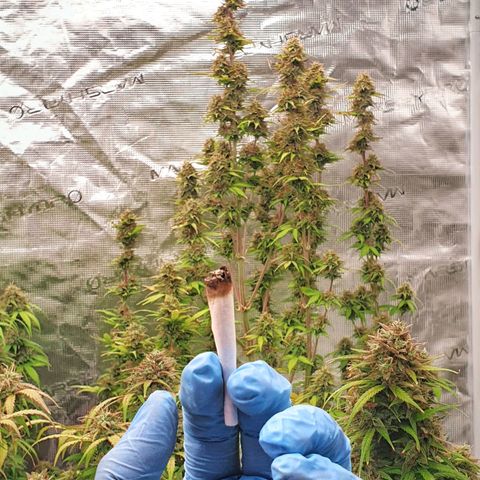 Blue Dream Matic Tree 2 growlog timeline photo