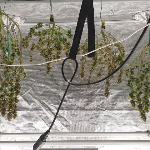 Gelato Auto Tree 2 growlog photo: Project 1 done 