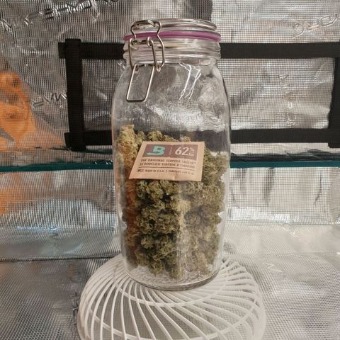 Blue Dream Matic Tree 2 growlog photo: Curing Stage. 🍷