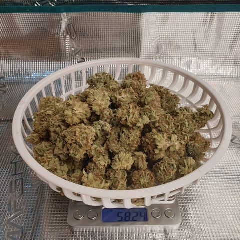 Blue Dream Matic Tree 2 growlog photo: Dry waigth 