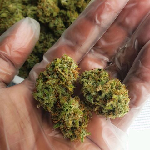 Blue Dream Matic Tree 2 growlog photo:  Yumm..  😋💐