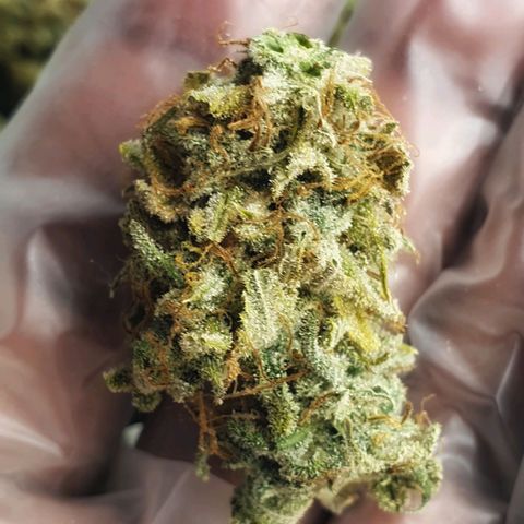 Blue Dream Matic Tree 2 growlog photo:  Yumm..  😋💐
