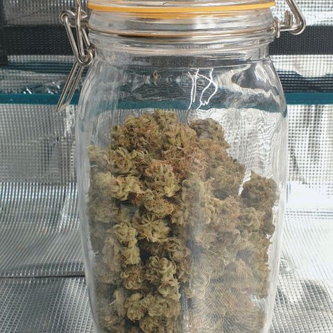 Blue Dream Matic Tree 3 growlog photo: 46+10= 56 grams 