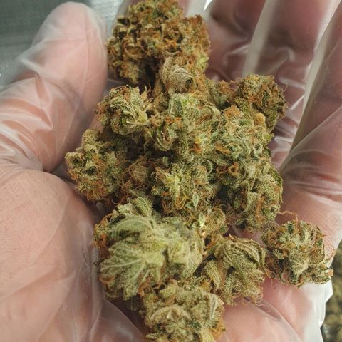 Blue Dream Matic Tree 3 growlog timeline photo