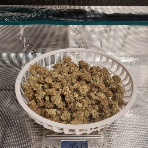 Blue Dream Matic Tree 3 growlog photo: 46+10= 56 grams 