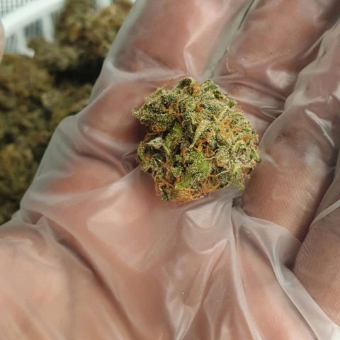 Blue Dream Matic Tree 3 growlog timeline photo