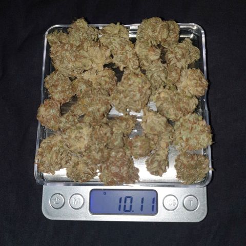 Blue Dream Matic Tree 3 growlog photo: 46+10= 56 grams 