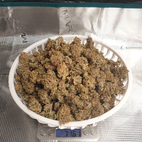 Blue Dream Matic Tree 1 growlog timeline photo