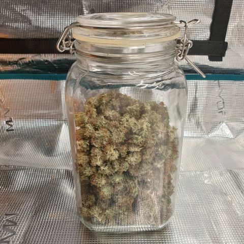 Gelato Auto Tree 1 growlog photo: Curing stage  💐
