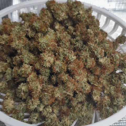 Gelato Auto Tree 1 growlog photo: Curing stage  💐