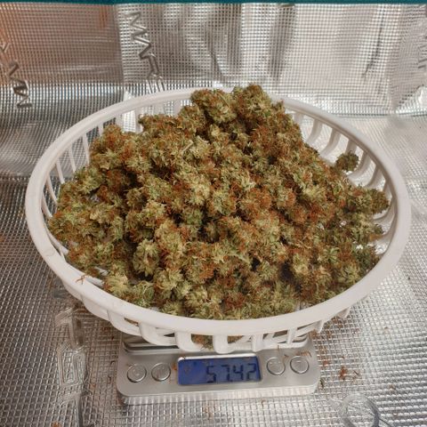Gelato Auto Tree 1 growlog photo: Curing stage  💐