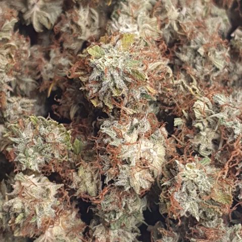 Gelato Auto Tree 1 growlog timeline photo