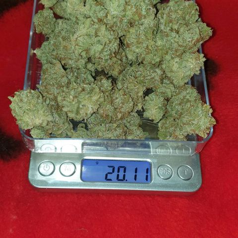 Blue Dream Matic Tree 2 growlog timeline photo
